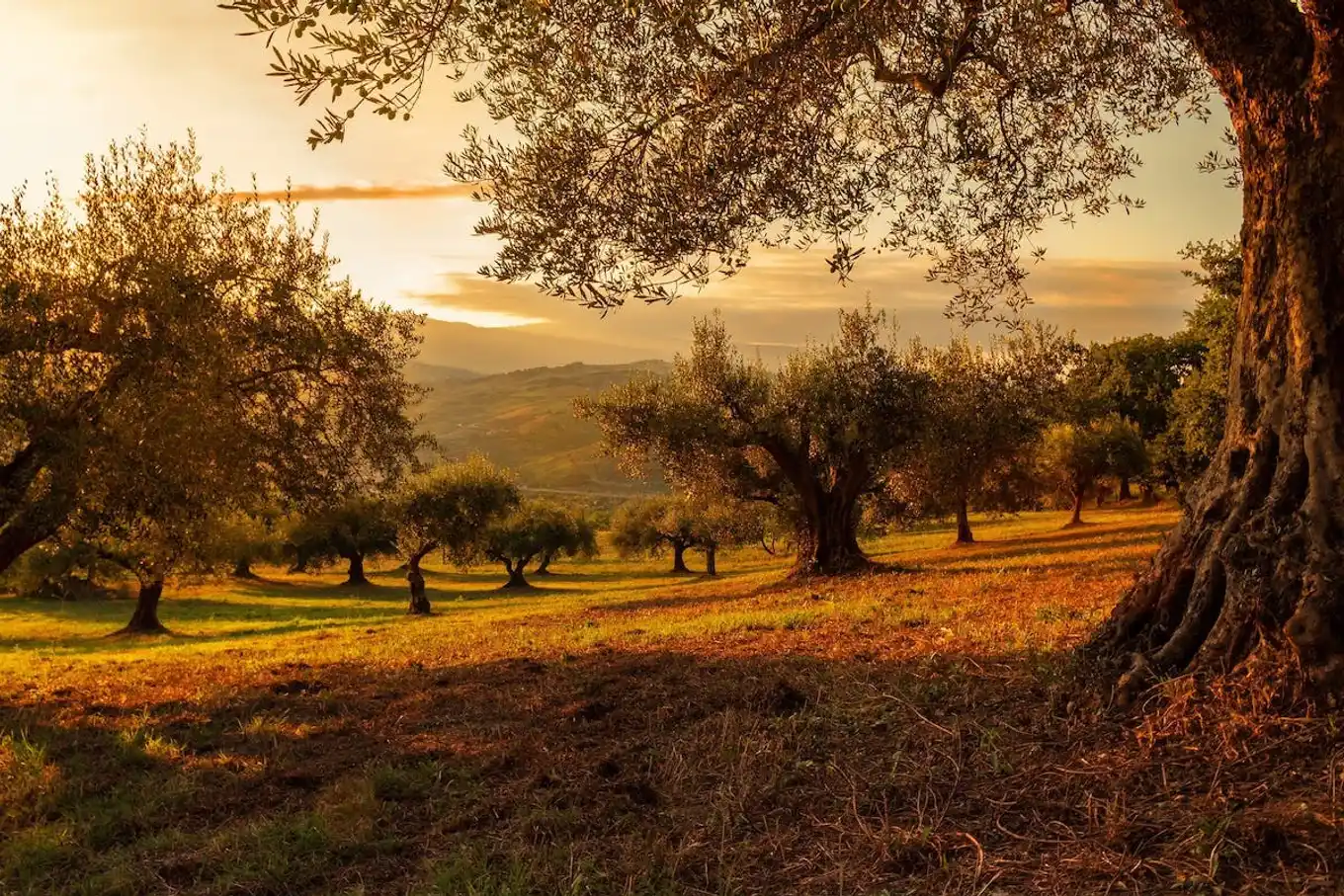 How to estimate the price of an undeveloped plot of land?