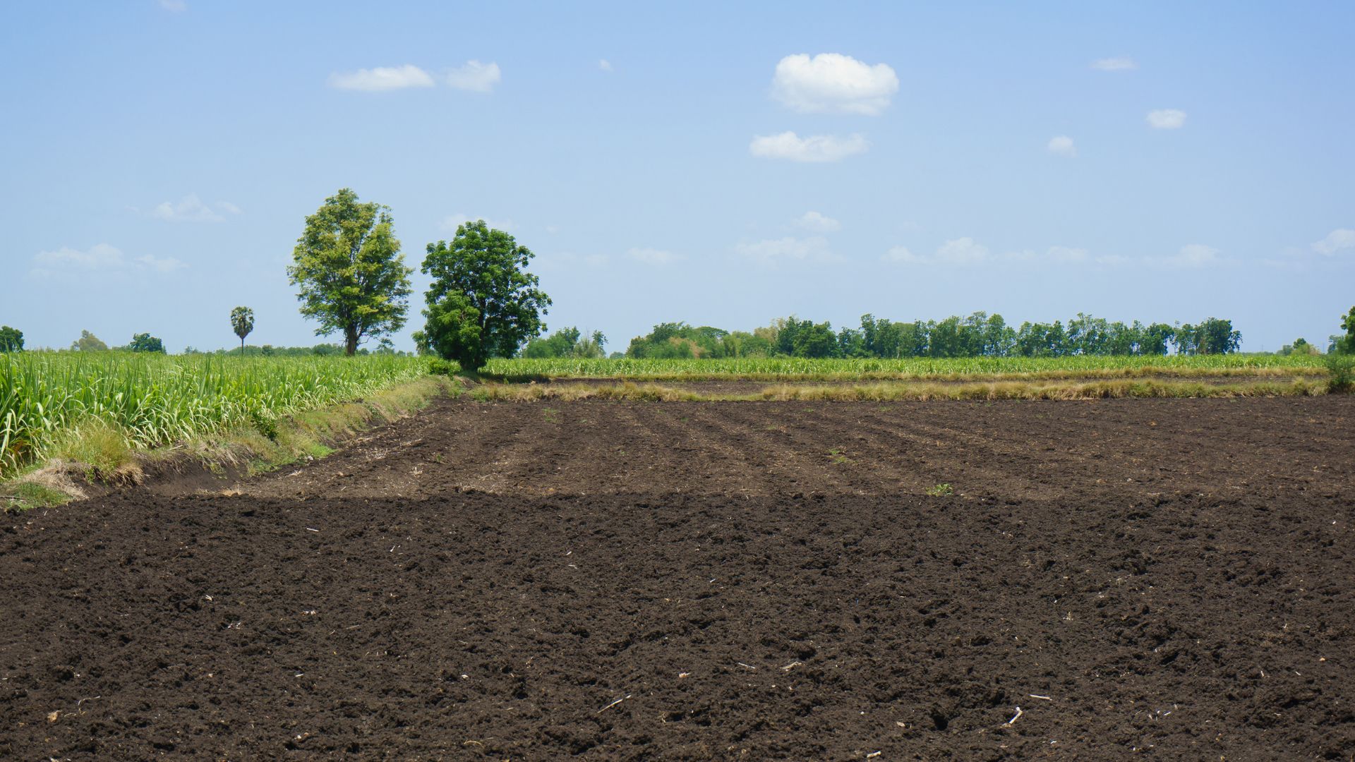 Valutazione Terreno Agricolo: Come Calcolare il Valore Immobiliare