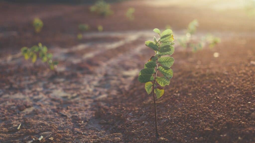 Come si calcola il valore del terreno agricolo